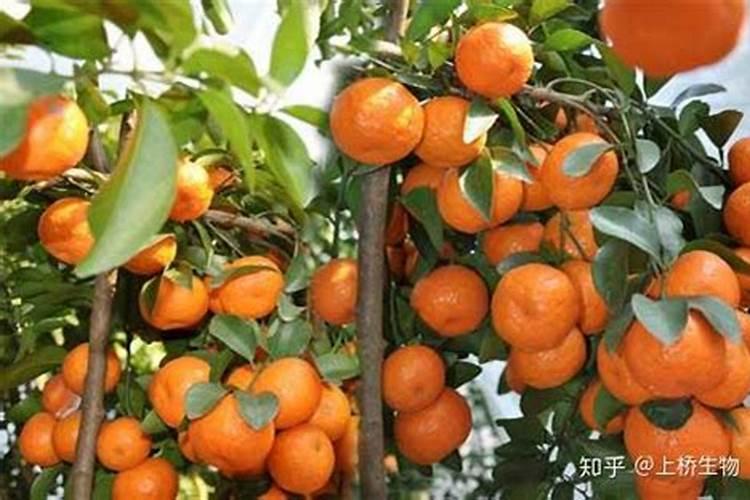 柑橘施肥时期和方法 附肥害症状