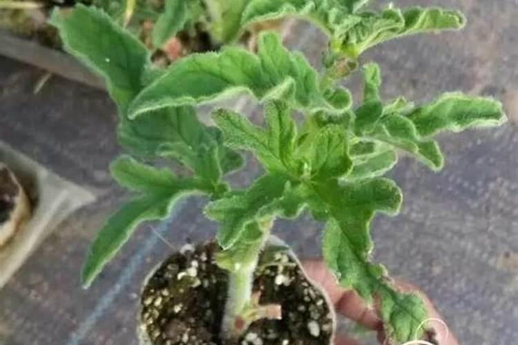 复硝酚钠可以和腐植酸水溶肥一起在玉米上用多少克