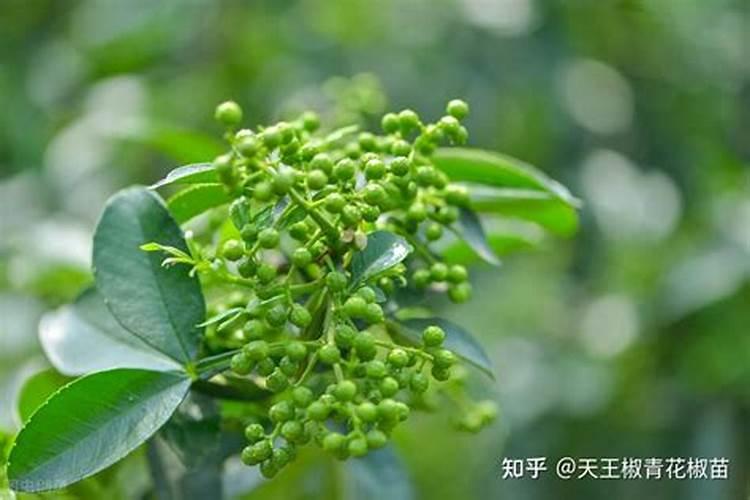 花椒树施什么肥