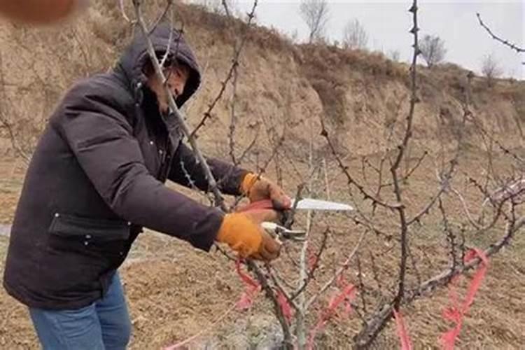 花椒树施肥方法