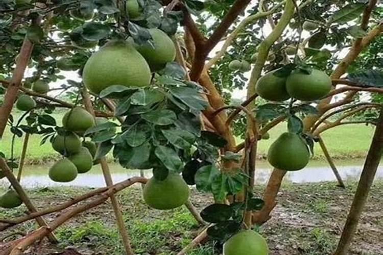 葡萄糖钛叶面肥喷葡萄增甜着色效果好吗