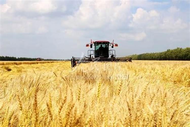 天脊16620硝酸钾水溶肥的批发价格是多少？