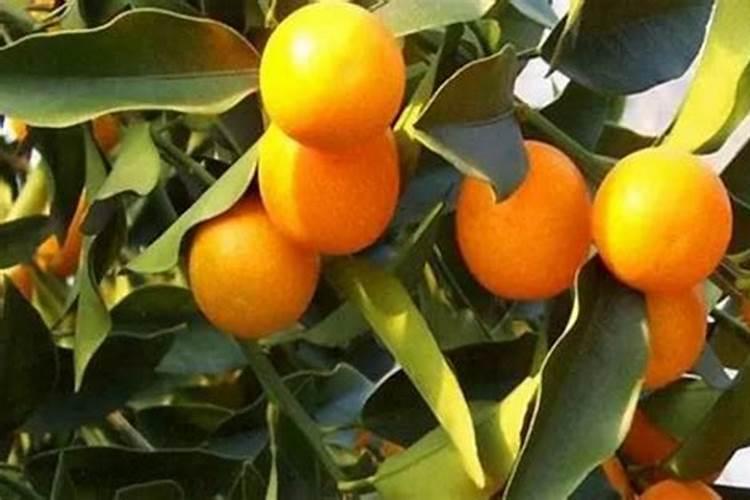 水溶肥后多久能浇水