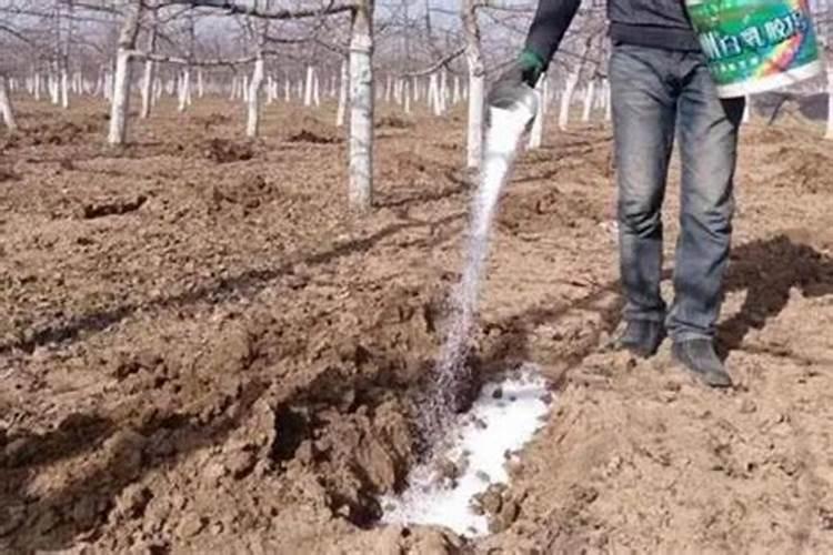 果树钙肥什么时候施用效果好 果树施用钙肥好处