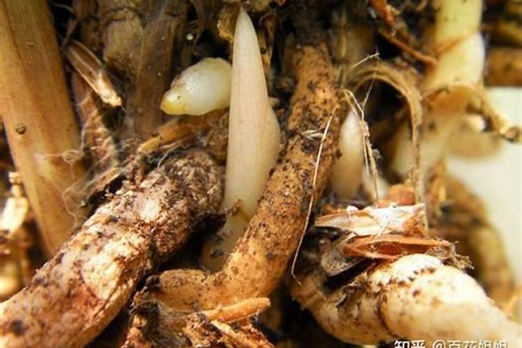 打病毒的杀菌剂能和杀虫的混合打