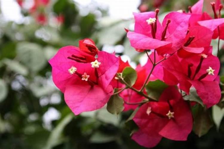 三角梅用什么肥料开花