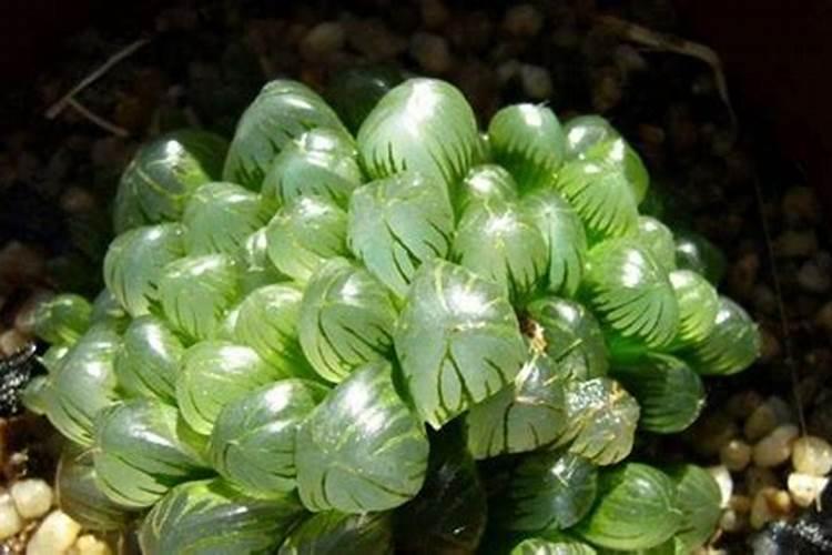 玉露怎么施肥 用什么肥料好