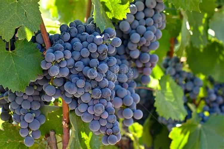 葡萄转色期施什么肥