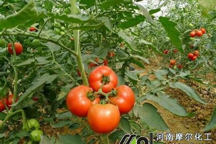 西红柿施什么肥最好