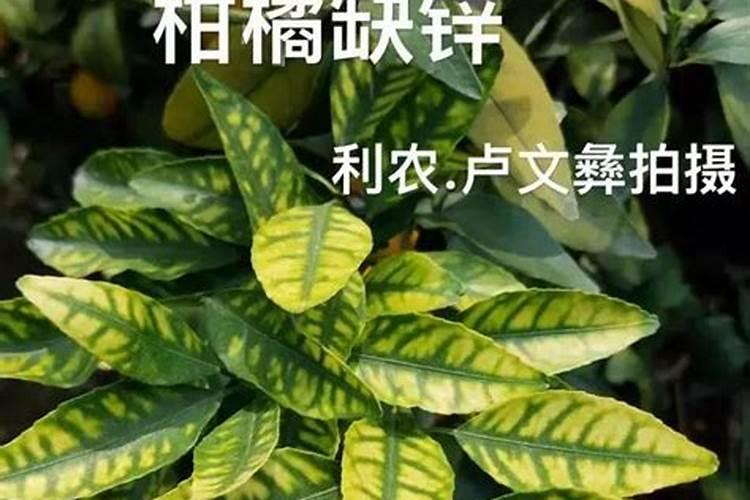 缺素病的症状与矫治方法怎样？