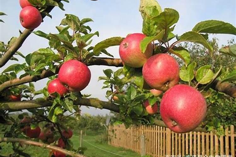 果树专用肥有哪几种