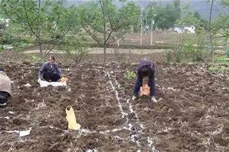 甲酸钾是固体好还是液体好？