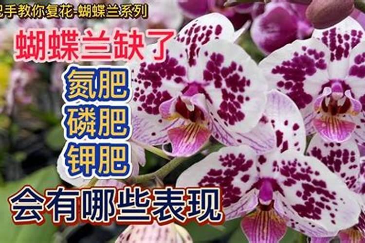 我养的花没有肥料施肥,用什么可以代替？