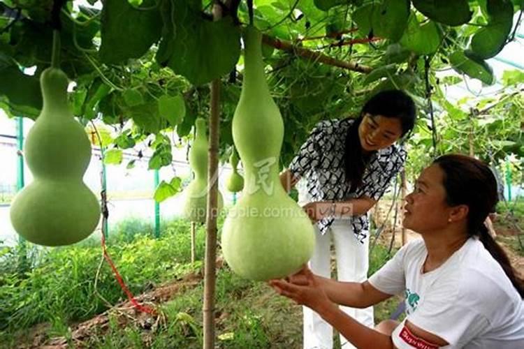 氮肥对果树的作用