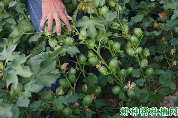 氮肥对果树的作用