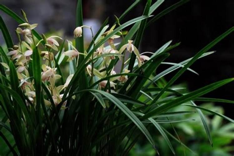 水溶肥知名品牌有哪些？