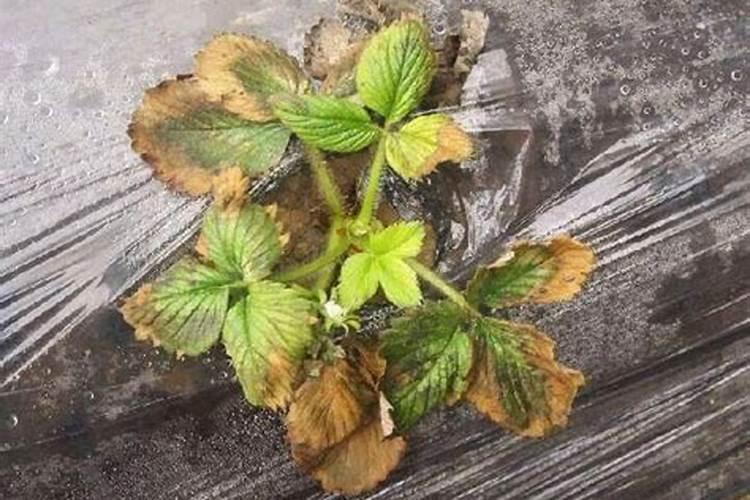 盆栽花卉肥害了,怎么救？