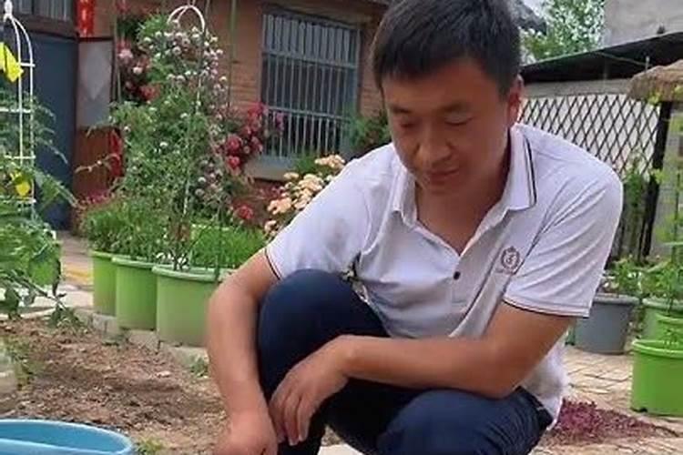 氨基酸水溶肥叶面喷施的效果