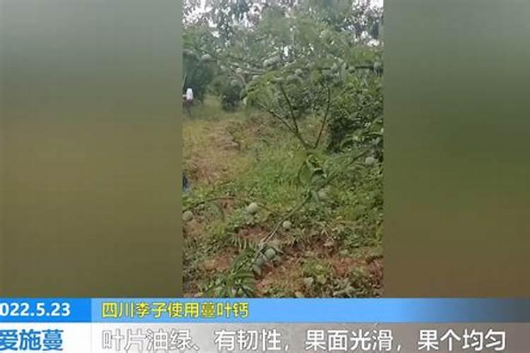 给大树施肥的正确方法