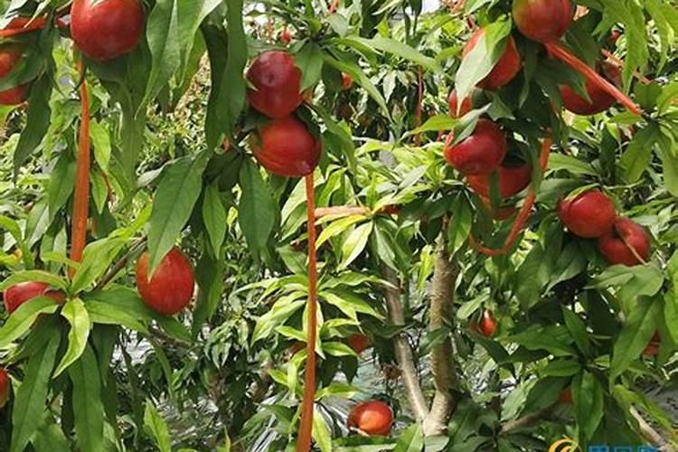 花上肥料上多了怎么办