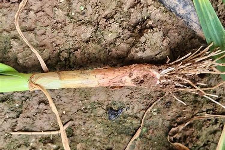 对于葡萄甜度差、香味淡、果粉少的问题,该怎么进行补救？