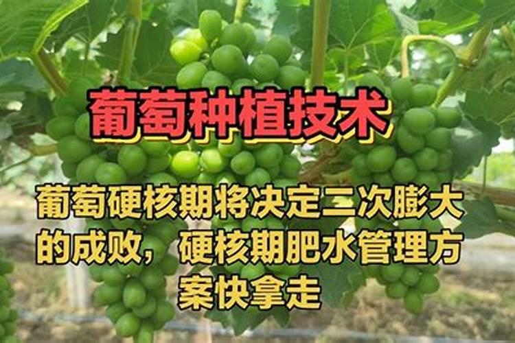 em菌喂鸡可以吗有什么好处,em原露真的那么神奇吗