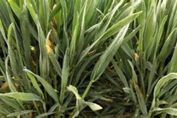 叶子发黄怎么办