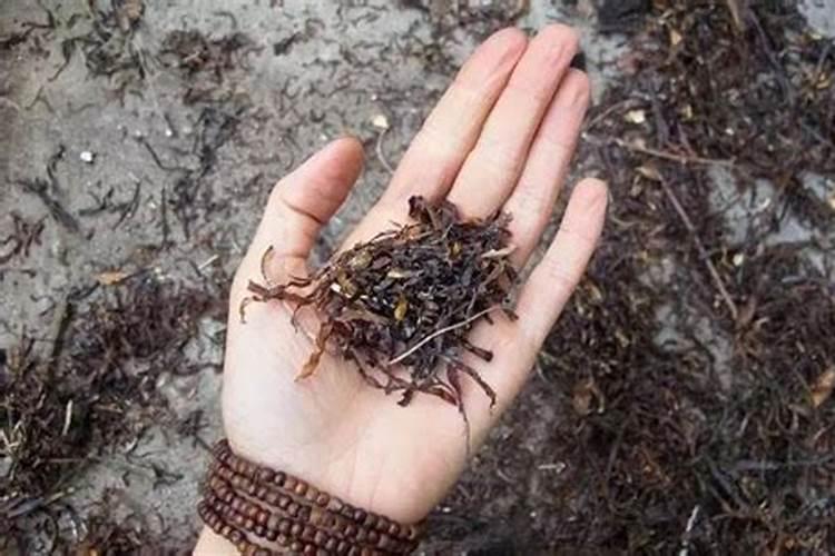 一天吃钙铁锌的顺序