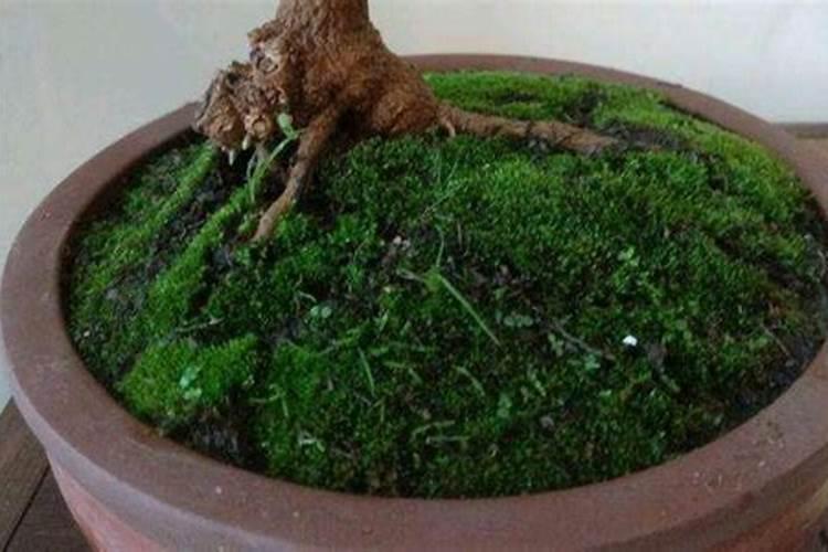 7月份大樱桃叶面肥用什么好呢