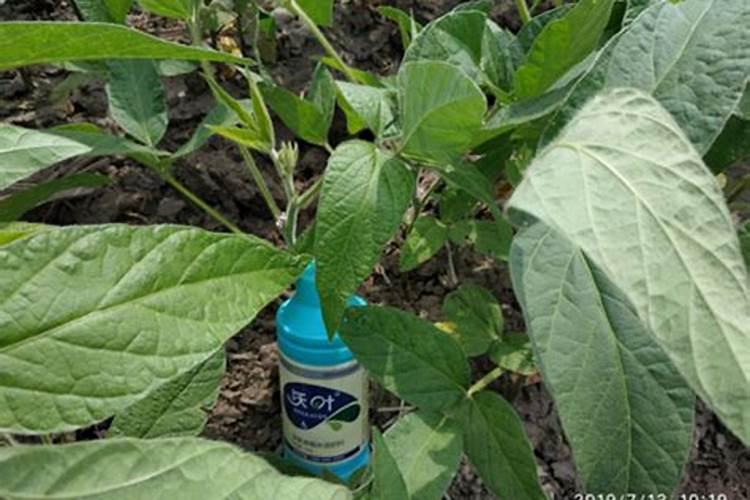 大豆适合所有花当肥料吗 大豆花期喷什么叶面肥好