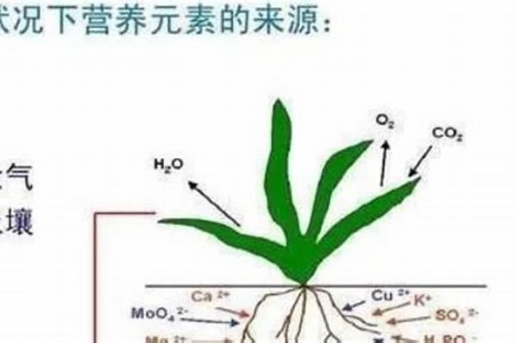 什么才是好肥料,什么才是你最需要的一款肥料。上桥生物带了解