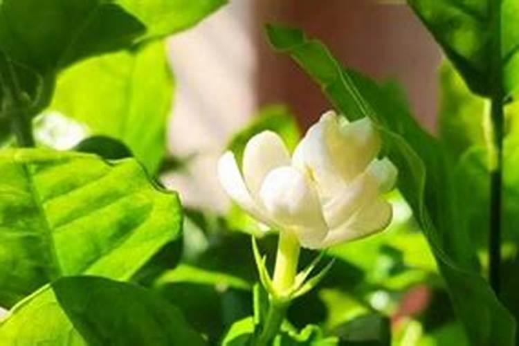 尿素能做水溶肥吗