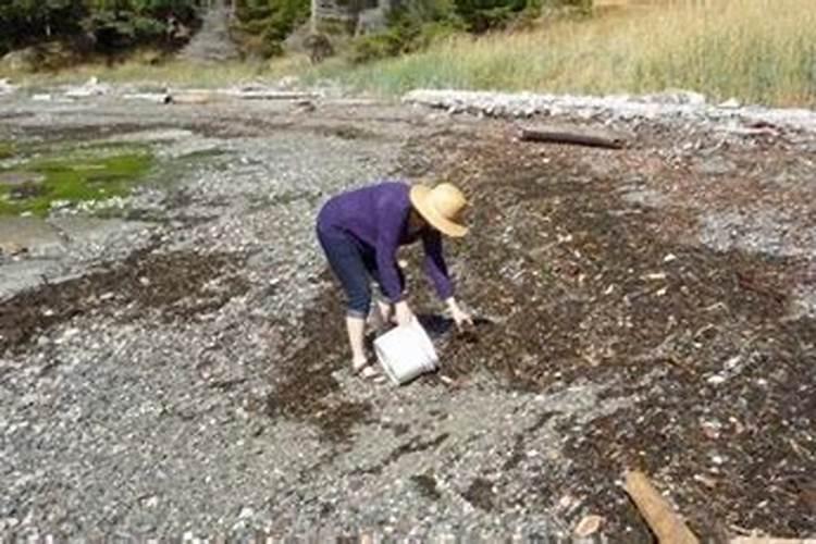 蓝莓最忌三种肥料