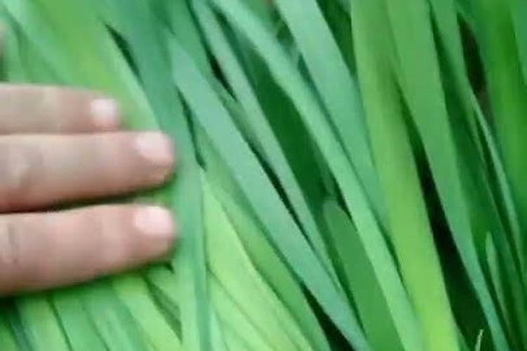 豆角开花期打什么叶面肥