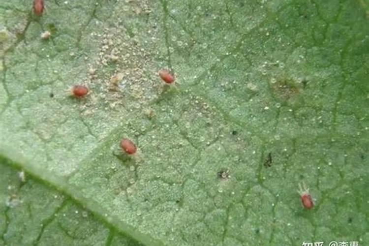 生石花怎样养殖,才能分出多头？