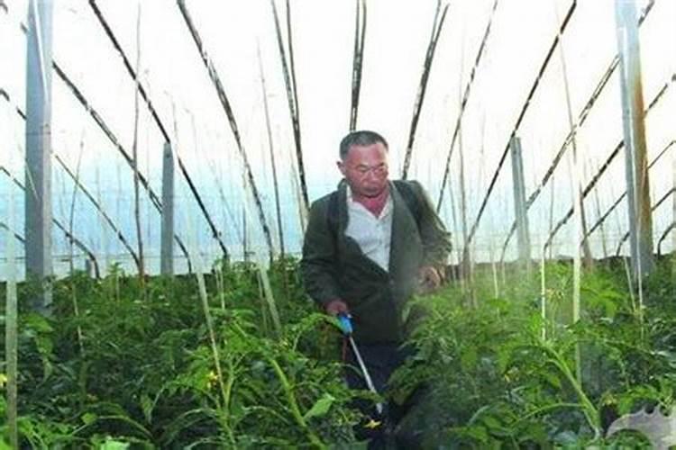 钙肥有哪些 常见的钙肥有哪些