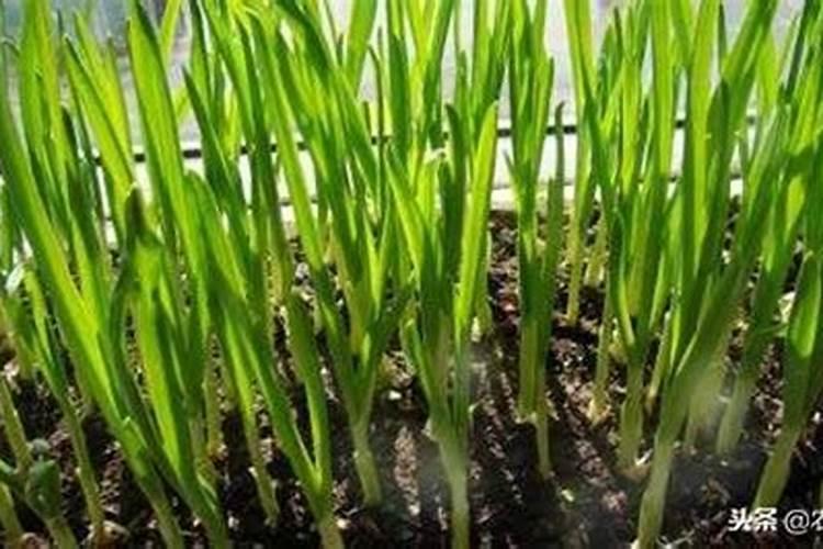 大蒜什么时候施肥最好 大蒜的施肥时间