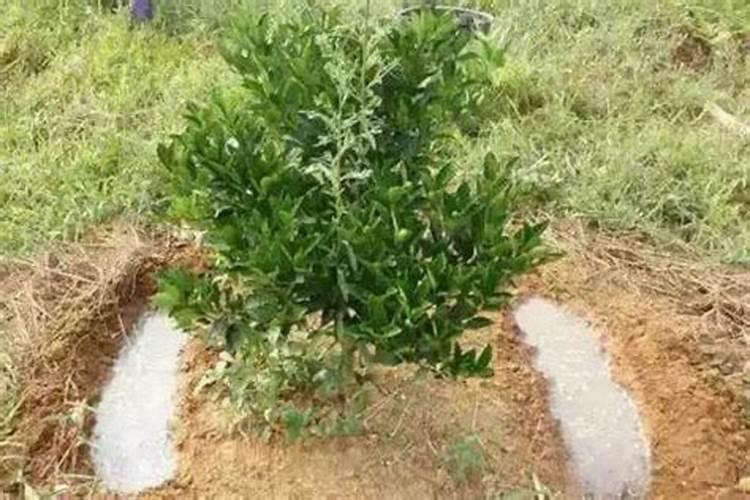 柑橘树施氮肥过量的症状及补救措施