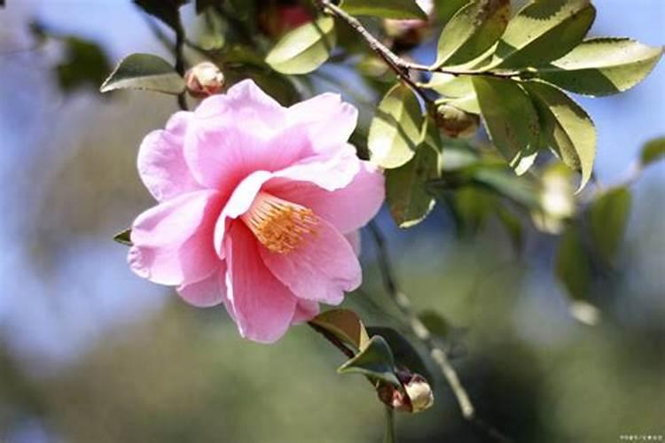盆栽茶花施什么肥好(茶花施什么肥比较好)