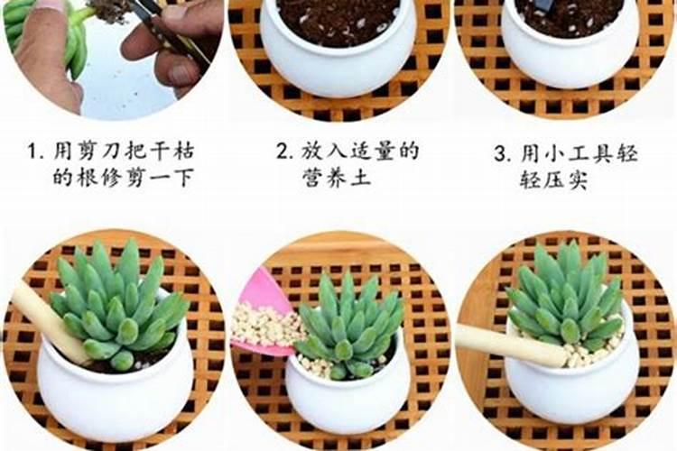 吃地瓜叶影响结地瓜吗