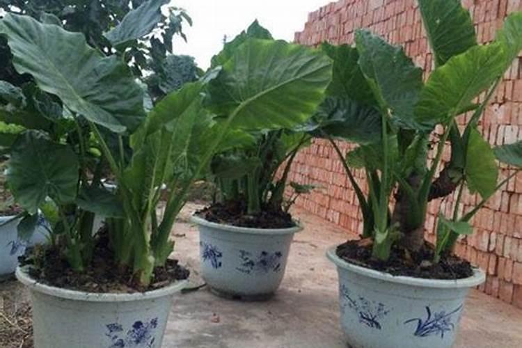 滴水观音浇什么肥料合适