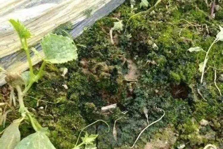 小麦冬季管理安全越冬的注意事项