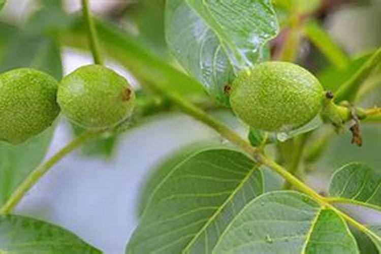 虎皮兰发芽不长叶子怎么回事？