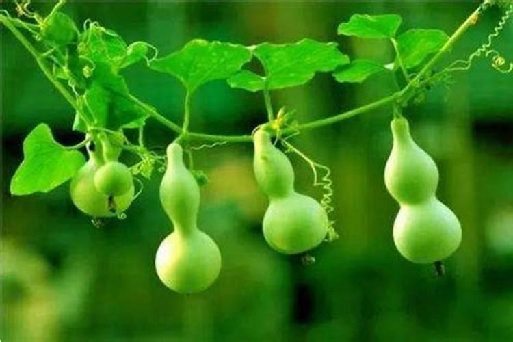 糖果喷雾 怎么吃