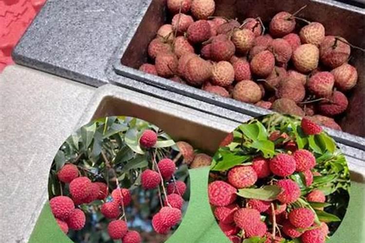 芸苔素内脂素喷在荔枝叶需要过湿吗？