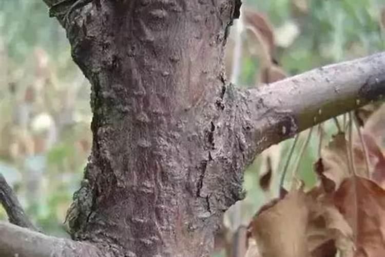 果树施硫酸钾好还是硝酸钾好