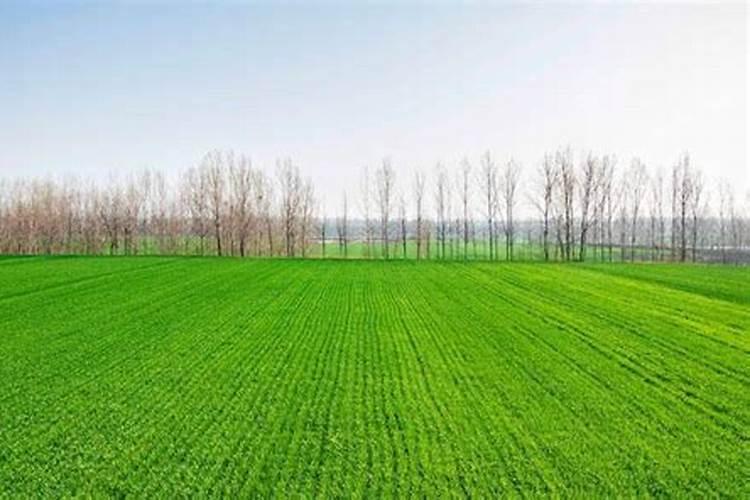 春季小麦施什么肥合适