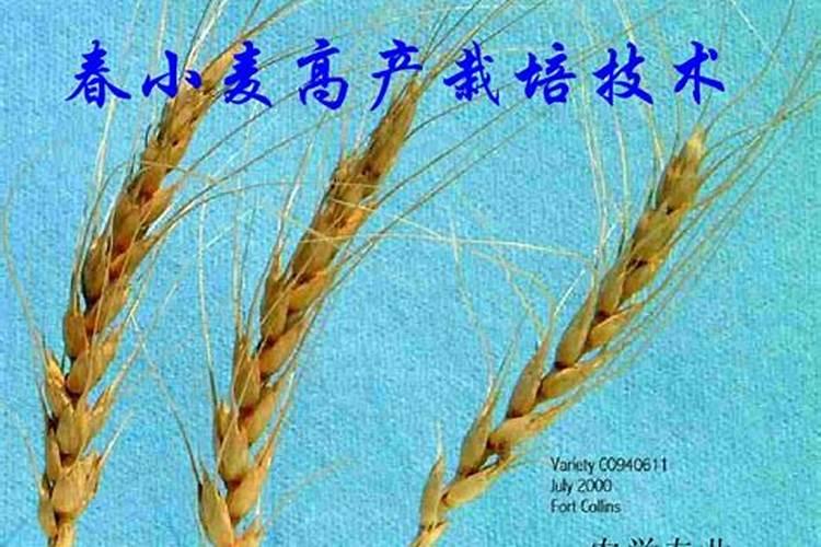 春天种小麦能高产吗？