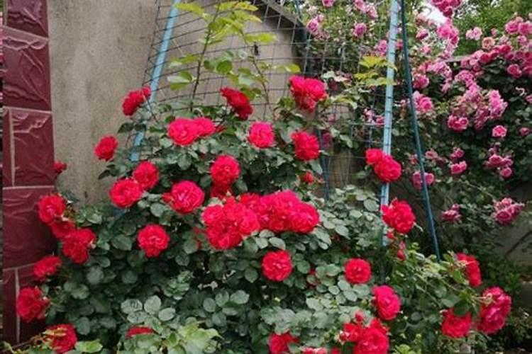 月季花有什么用途？