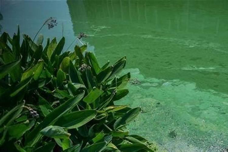 蓝藻爆发的原因有哪些该如何治理